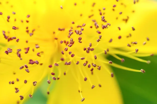 Lire la suite à propos de l’article Allergies au pollens